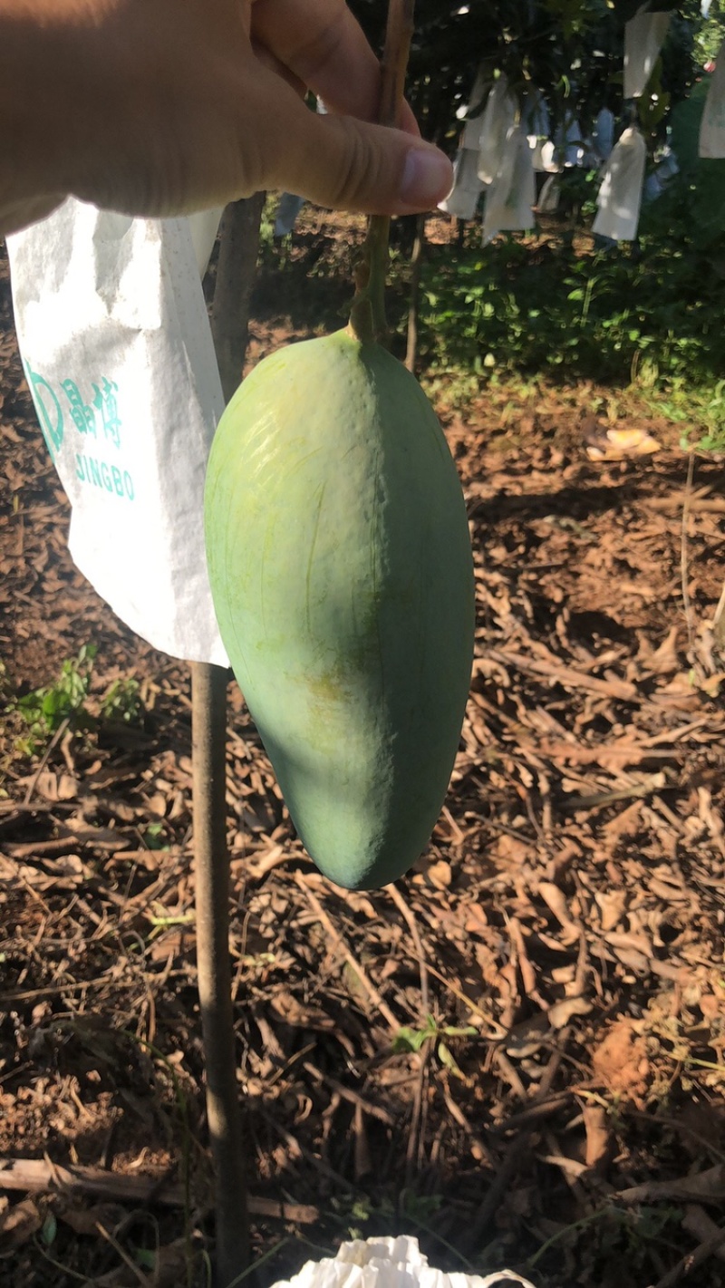 热带金煌芒果，果面光滑，品质好