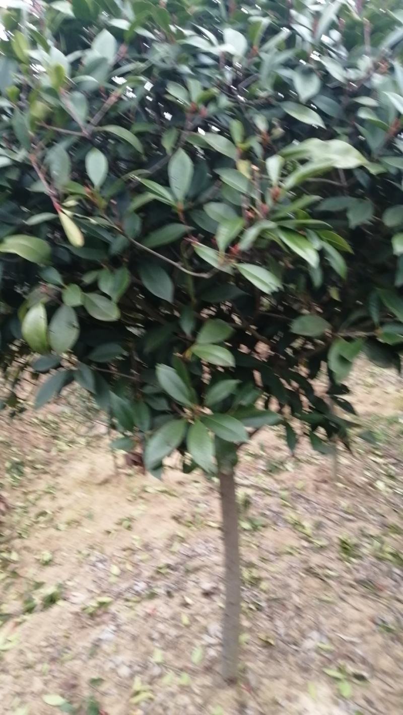 石楠本石楠中华石楠基地大量出售常年供应规格齐全