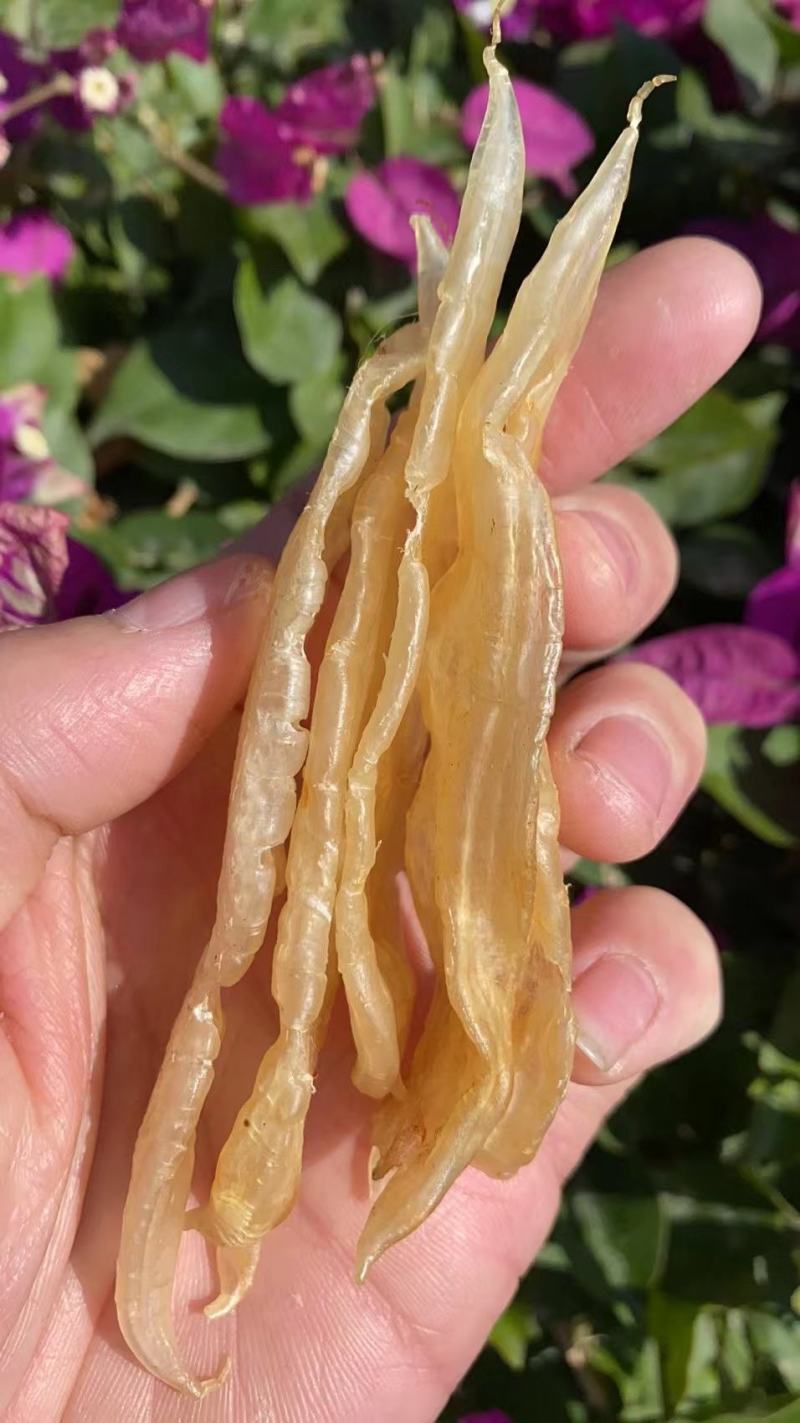 150头水晶般双贝鱼胶