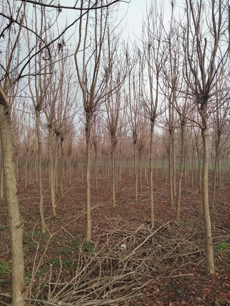 重阳木杆径8-20公分，苗圃直销，截杆发冒