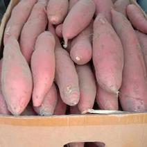 辽宁省凌海市地瓜大量现货，早丰，龙九，烟薯25，济薯26