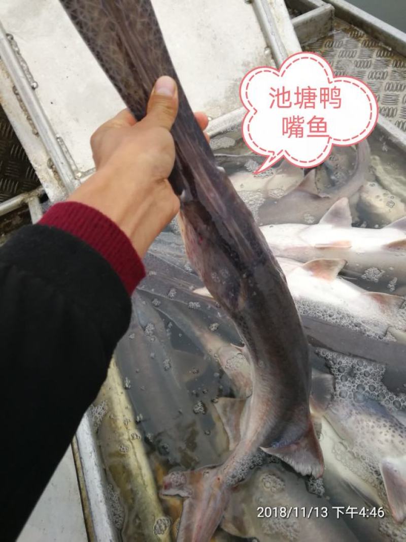 鸭嘴鱼各种规格全国配送