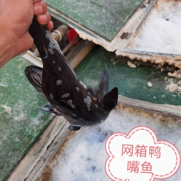 鸭嘴鱼各种规格全国配送