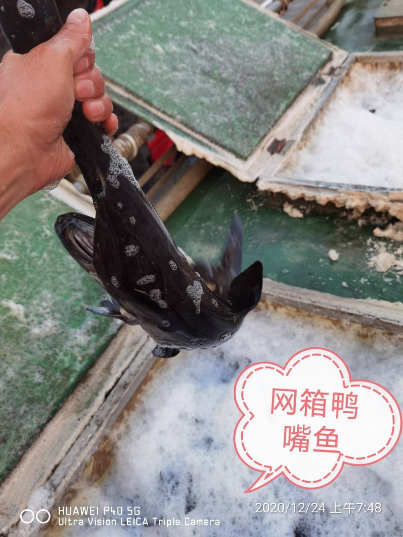 鸭嘴鱼各种规格全国配送