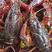 【推荐】潜江市清水小龙虾，规格齐全，底板干净，肉质饱满