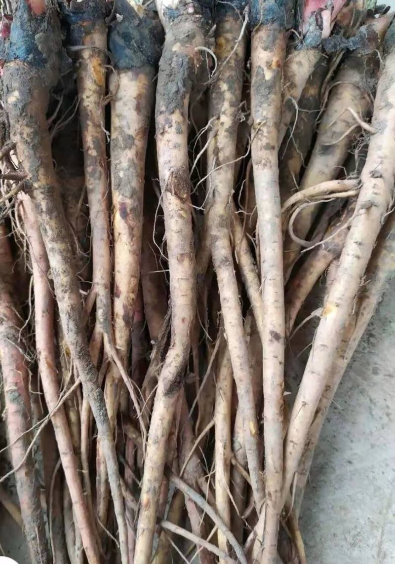 种苗大黄苗，成活率99%，欢迎各位老板前来预订。