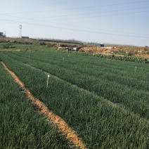 云南高原特色小香葱黑葱出售