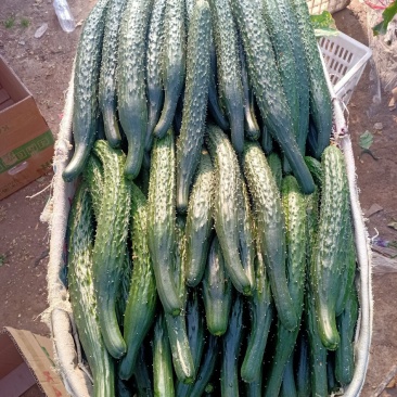 密刺黄瓜保质保量货源充足供各大商超电商各大市场