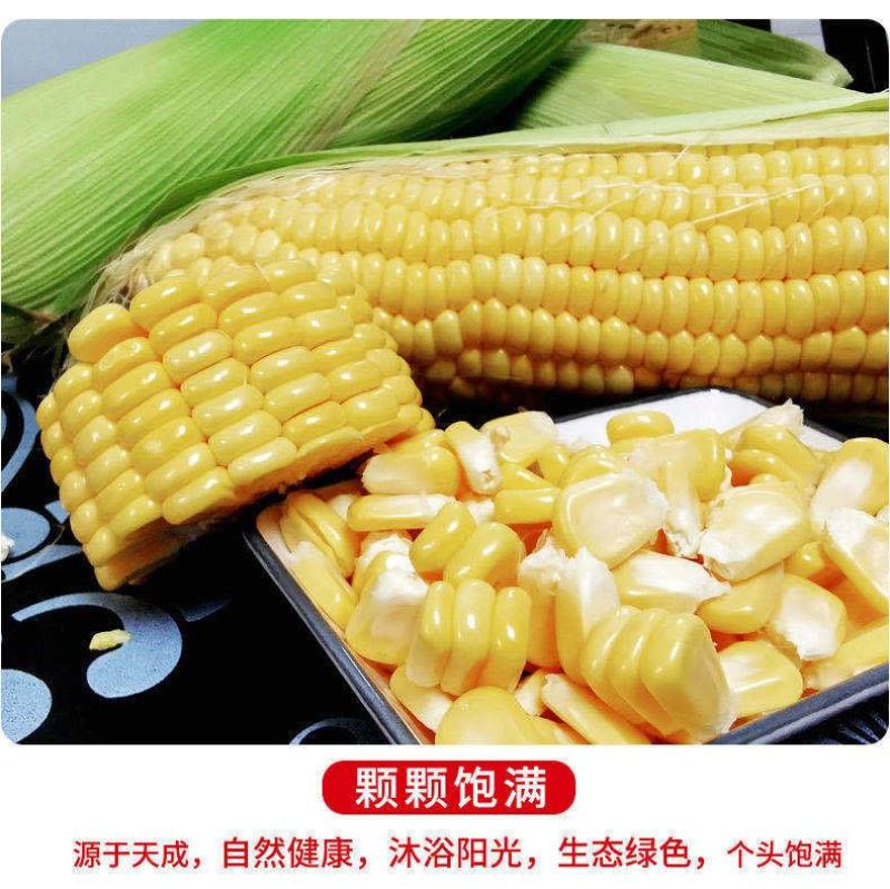 当季现摘广东生吃新鲜带皮，水果甜玉米早餐蔬菜批发玉米包邮