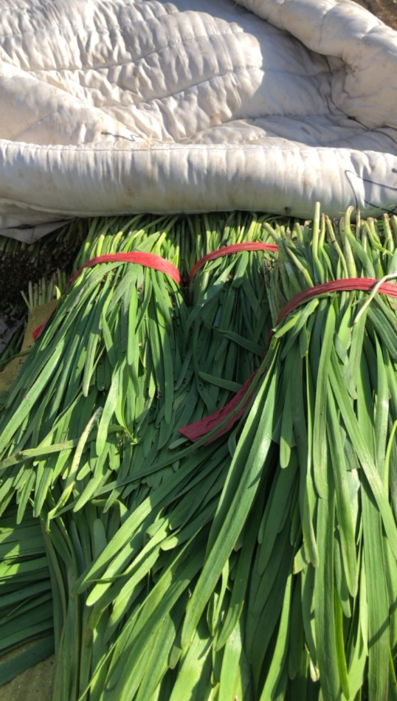 河北唐山乐亭韭菜大量货源，质量好，价格便宜需要的联系我