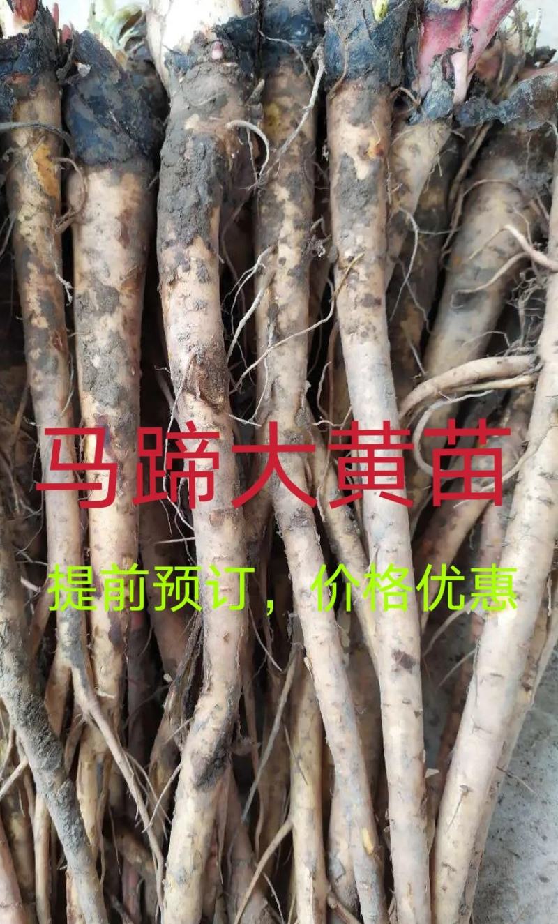 种苗大黄苗，成活率99%，欢迎各位老板前来预订。
