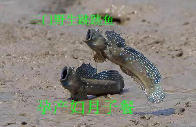 三门跳跳鱼干古法熏烤制作考究选料严格