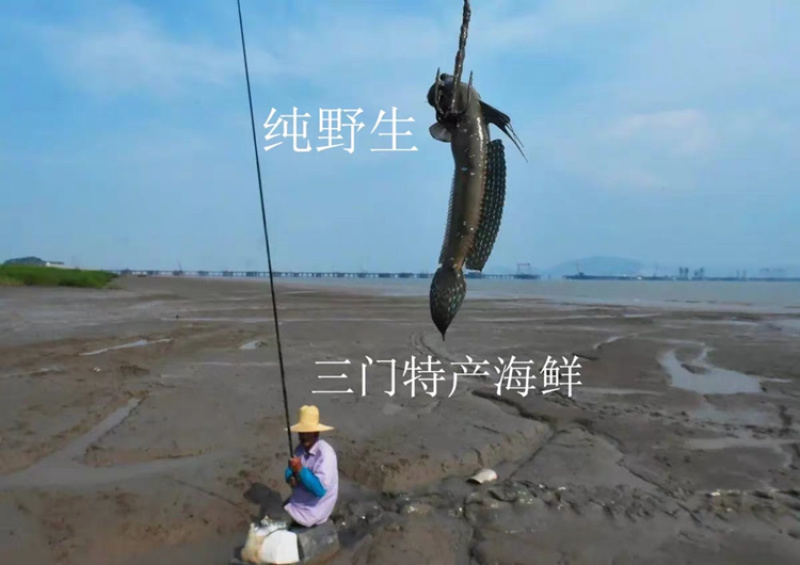 三门跳跳鱼干古法熏烤制作考究选料严格