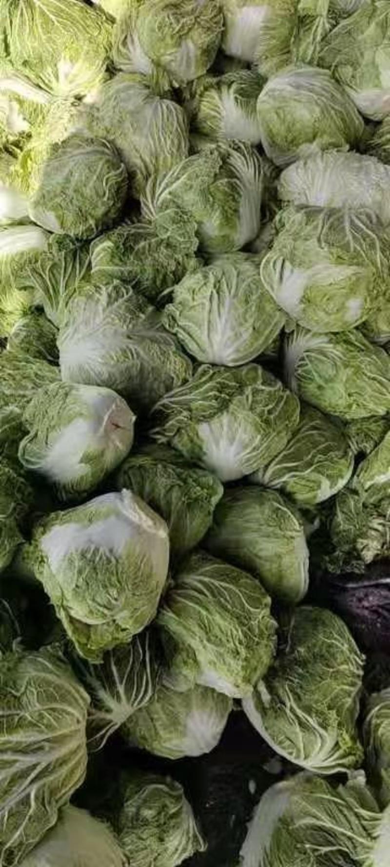 【精选】新乡小包：大白菜净菜大量上市日供货5万斤以上
