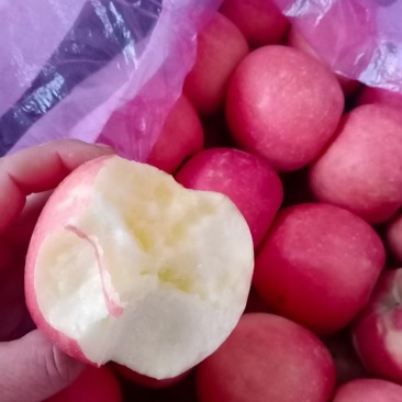 乐亭县冷库富士苹果大量出库，货源充足质量有保证