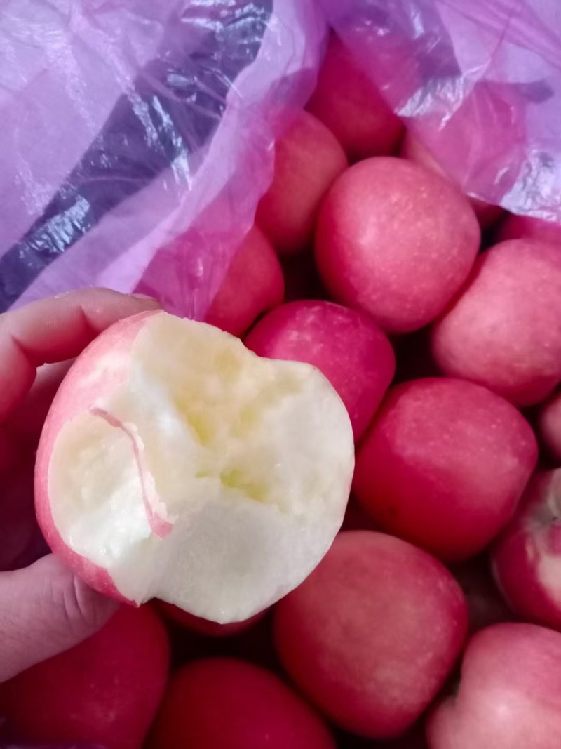 乐亭县冷库富士苹果大量出库，货源充足质量有保证