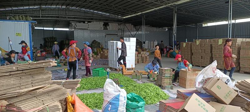 广西横县大量供应新苗荷兰豆靓兰豆豌豆片甜豆