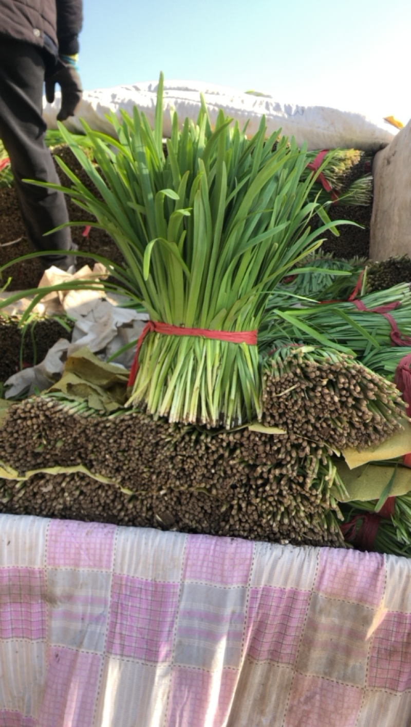 河北唐山乐亭韭菜大量货源，质量好，价格便宜需要的联系我