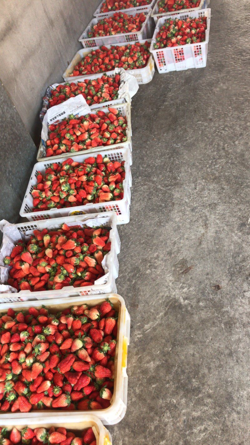四川德昌冬草莓露天种植阳光草莓电微商一件代发，量大从优