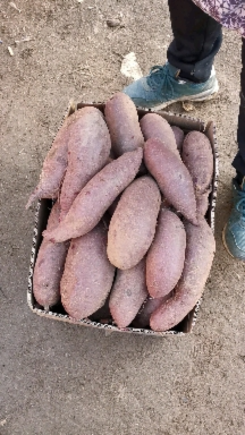山东潍坊烟薯，西瓜红，整车发货，量大从优，货源稳定