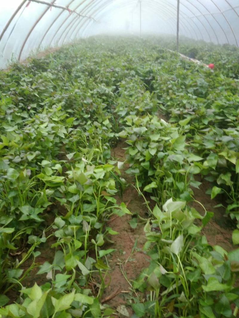 脱毒西瓜红红薯苗大量出售日供苗200万株以上