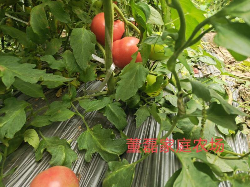 自家农场种植普罗旺斯口感型西红柿每件10斤