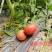 自家农场种植普罗旺斯口感型西红柿每件10斤