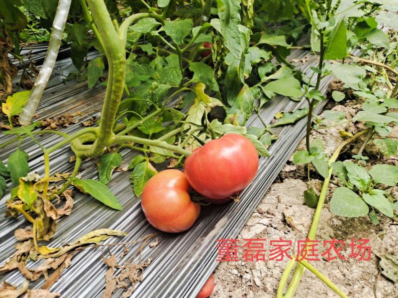 自家农场种植普罗旺斯口感型西红柿每件10斤