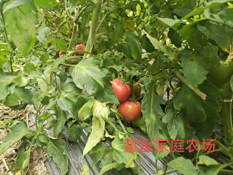 自家农场种植普罗旺斯口感型西红柿每件10斤