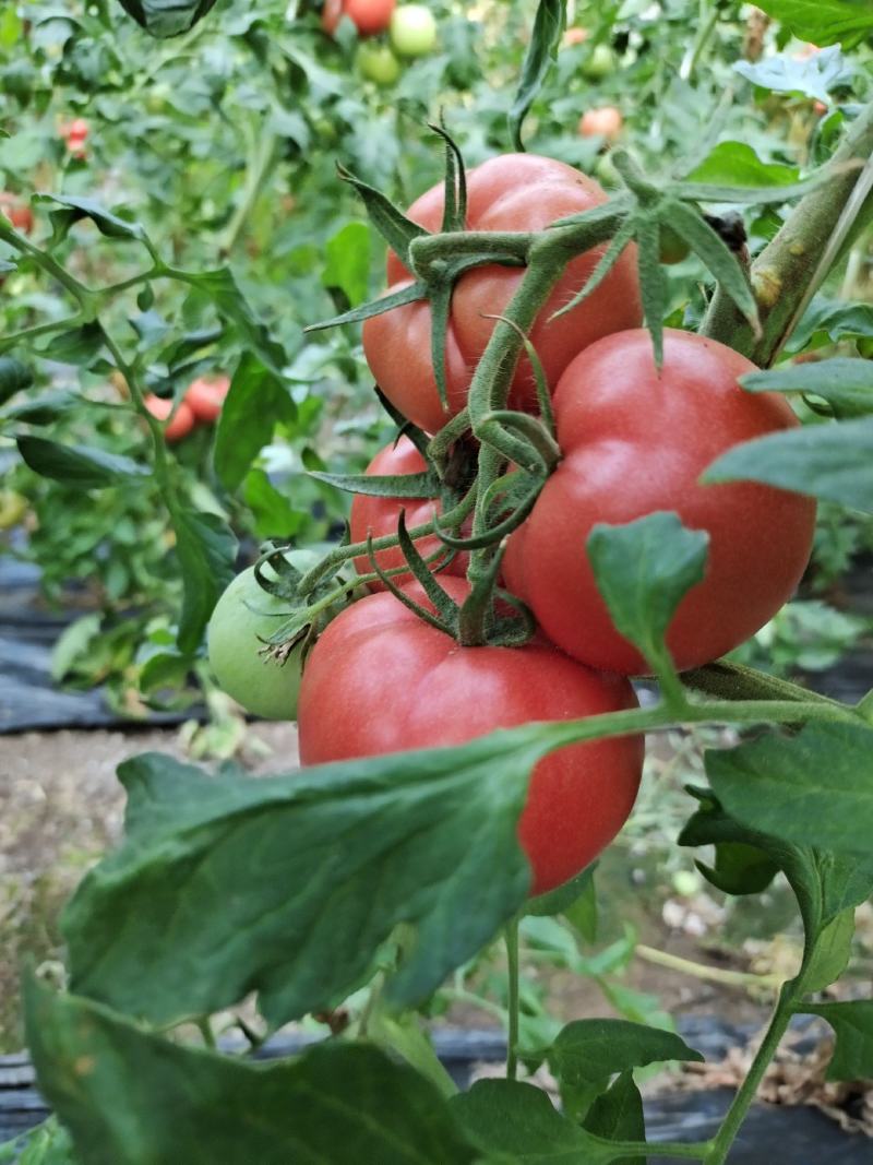 自家农场种植普罗旺斯口感型西红柿每件10斤