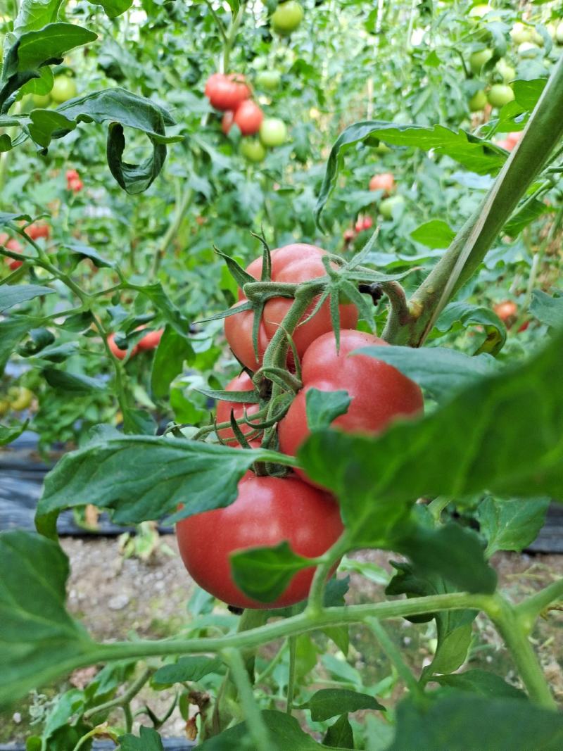 自家农场种植普罗旺斯口感型西红柿每件10斤