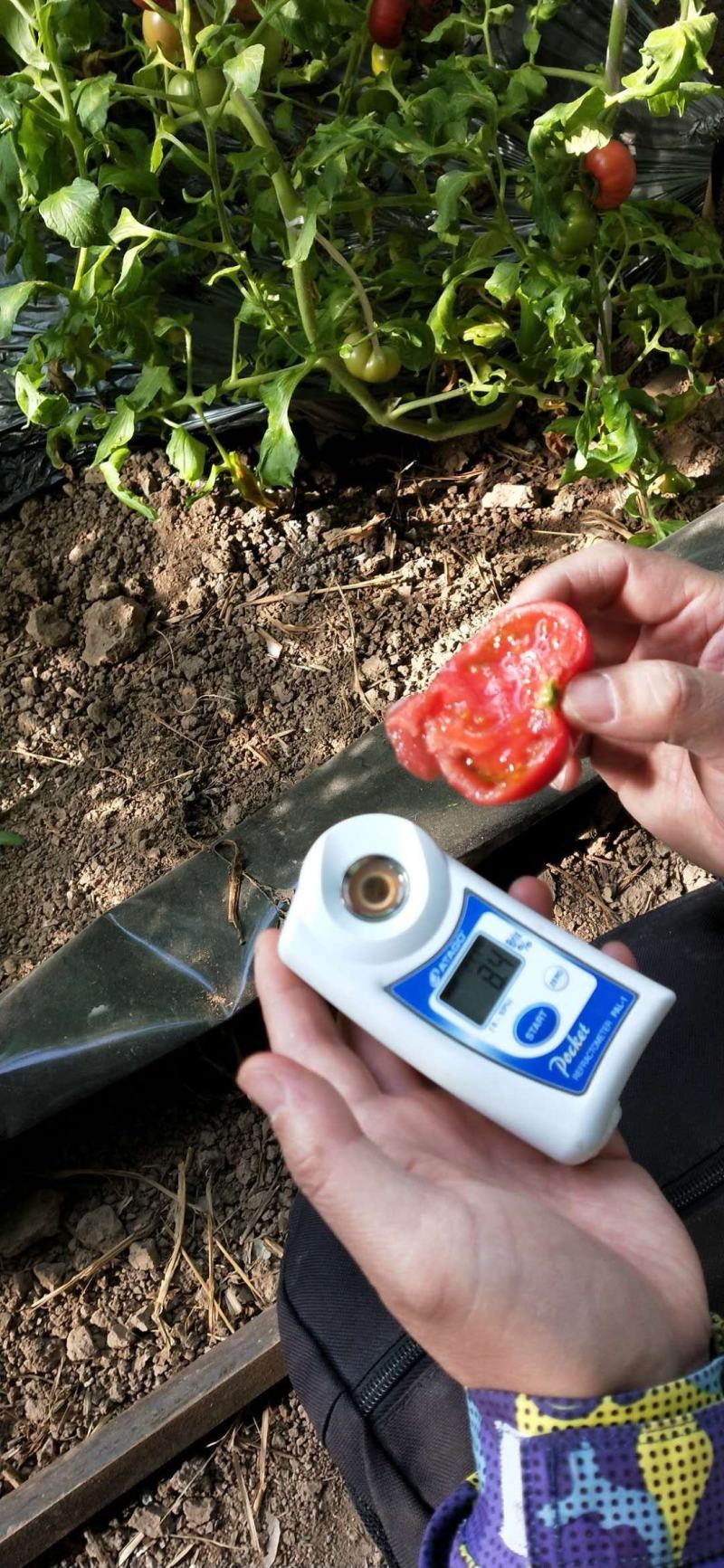 自家农场种植普罗旺斯口感型西红柿每件10斤