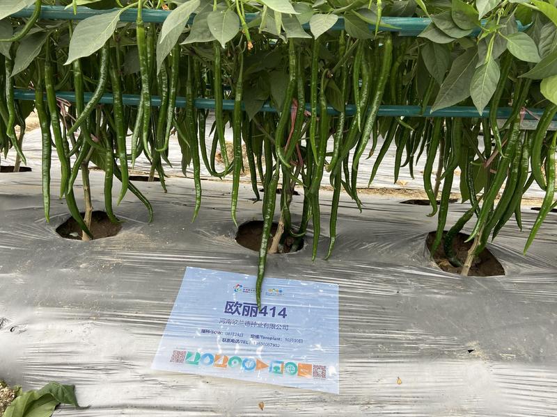 欧丽414黑线椒种子一代杂交深绿色特长线椒新品种中熟品种
