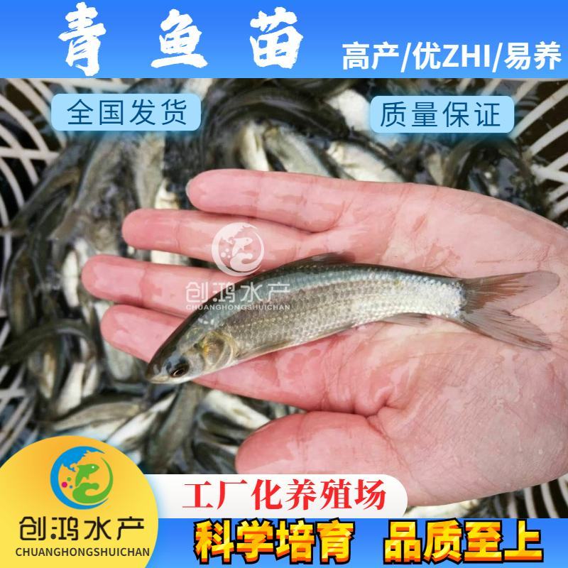 【2023新苗】青鱼鱼苗青鱼苗黑鲩鱼苗螺丝青鱼苗