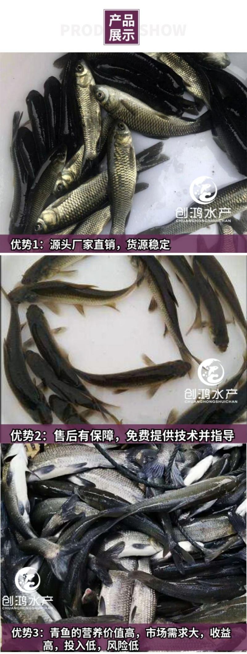 【2023新苗】青鱼鱼苗青鱼苗黑鲩鱼苗螺丝青鱼苗