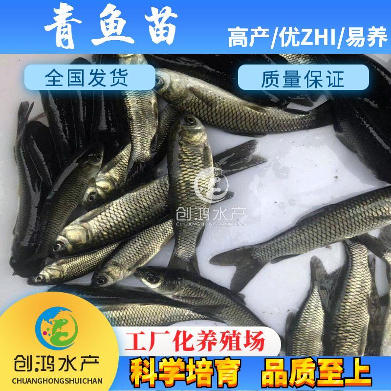 2023新苗大量供应优质青鱼苗螺丝青鱼苗黑鲩鱼苗