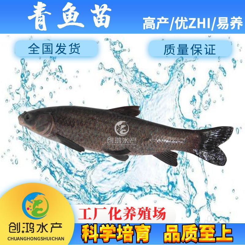 2023新苗大量供应优质青鱼苗螺丝青鱼苗黑鲩鱼苗