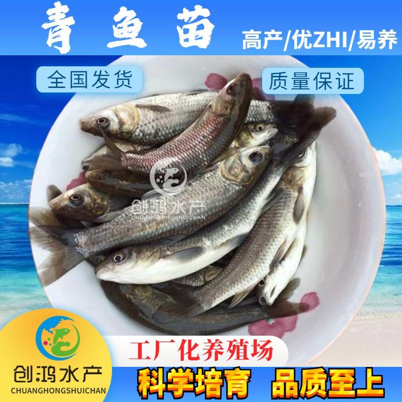 【2023新苗】优质青鱼苗螺丝青鱼苗黑鲩鱼苗