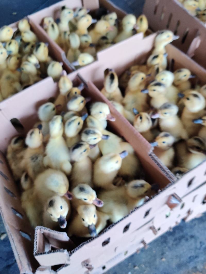 番鸭苗品种多价格优发货快运输包成活