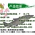 【2023新苗】青鱼鱼苗青鱼苗黑鲩鱼苗螺丝青鱼苗