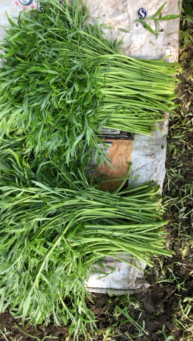 芜湖鸠江区本地高质量芦蒿