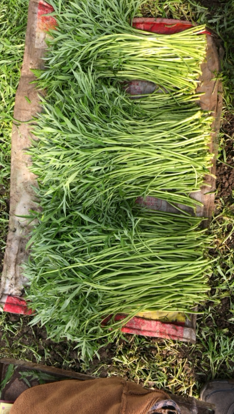 芜湖鸠江区本地高质量芦蒿