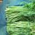 芜湖鸠江区本地高质量芦蒿