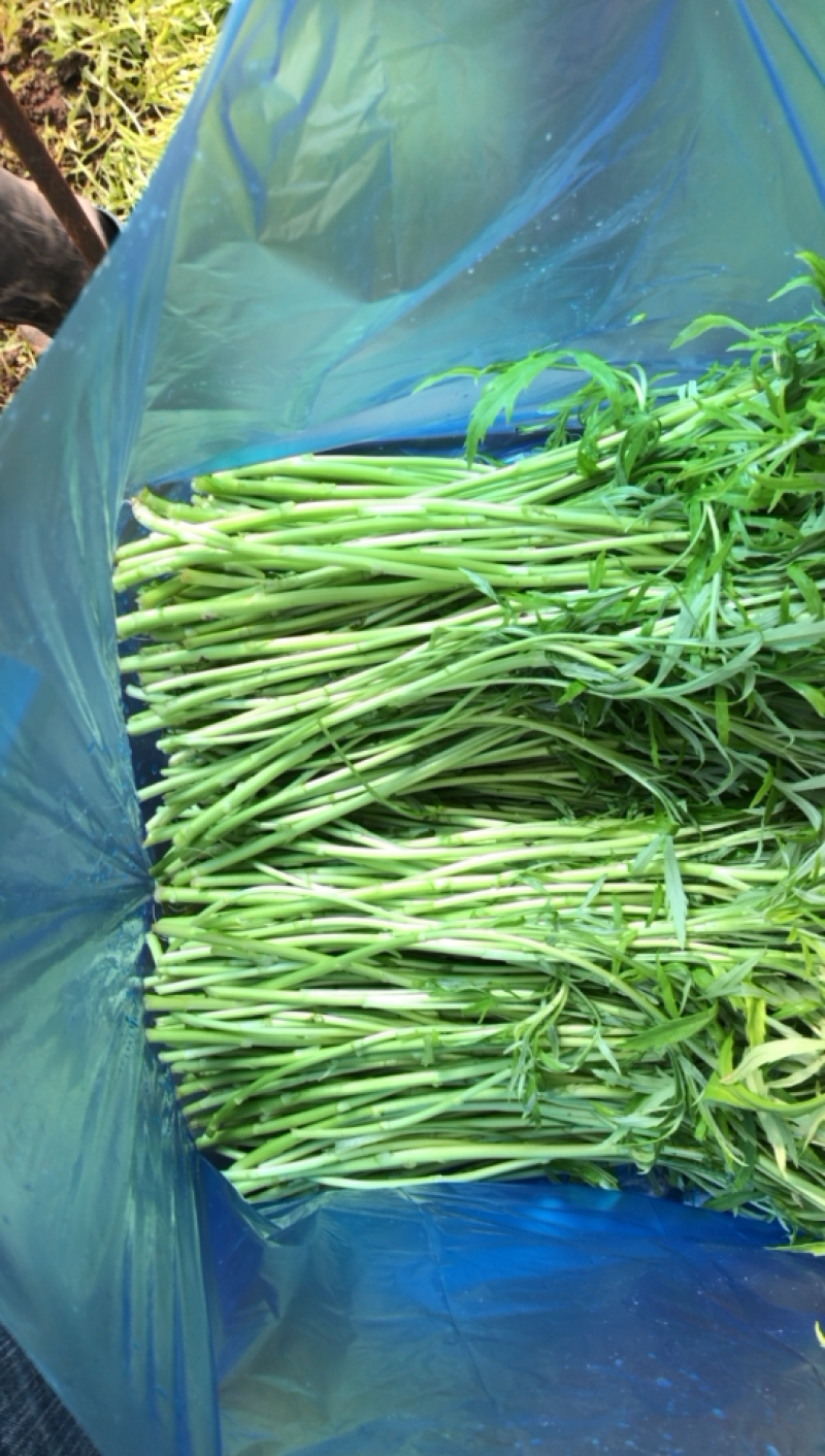 芜湖鸠江区本地高质量芦蒿