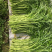 芜湖鸠江区本地高质量芦蒿