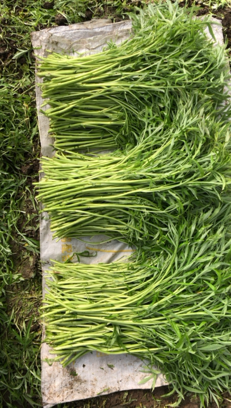 芜湖鸠江区本地高质量芦蒿