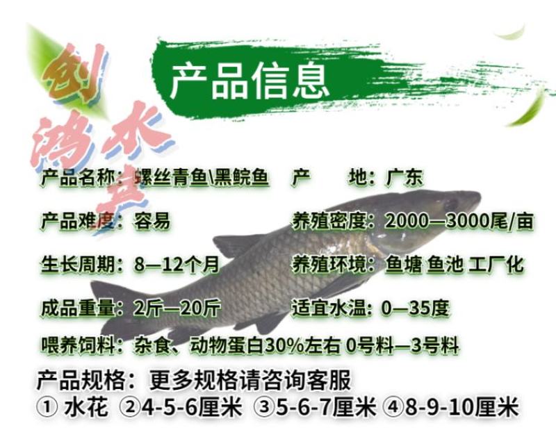 【2023新苗】优质青鱼苗螺丝青鱼苗黑鲩鱼苗