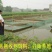 通威鱼饲料水库养殖鱼塘养殖小颗粒浮料沉底料草鱼鲤鱼鲫鱼花