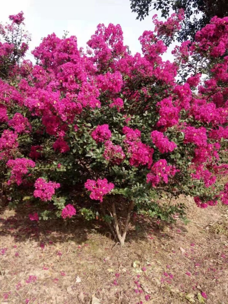 紫薇批量供应，红花紫薇，原生老紫薇，杆直无病虫害