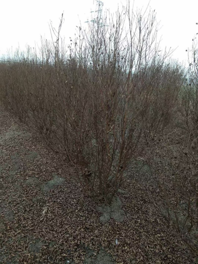紫薇批量供应，红花紫薇，原生老紫薇，杆直无病虫害